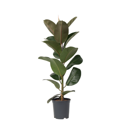 Rubber Plant - Ficus Elastica 'Robusta' - Height 75-100cm - ⌀24cm
