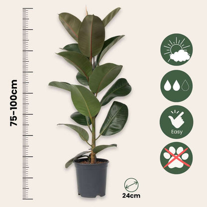 Rubber Plant - Ficus Elastica 'Robusta' - Height 75-100cm - ⌀24cm
