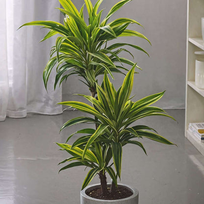 Dragon Tree - 2 pcs. - Dracaena deremensis 'Lemon Lime' - Height 60-70cm - ⌀17cm