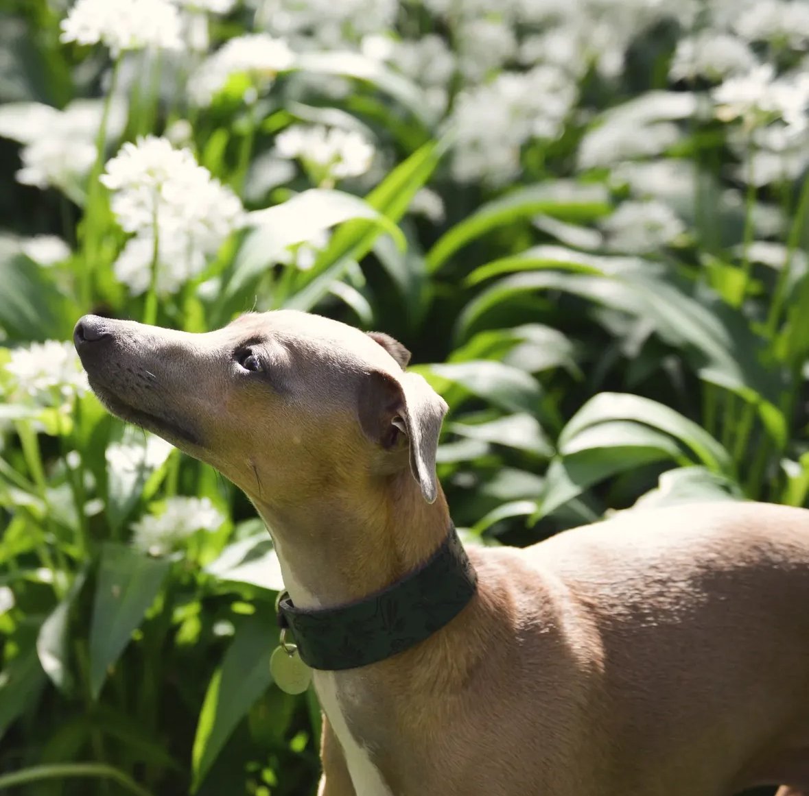 Leather Collar - Dinosaurs