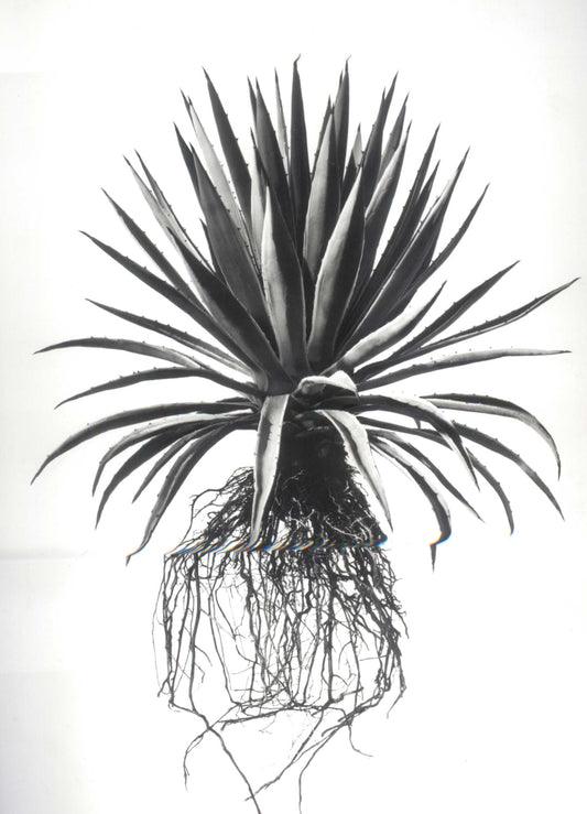 David Ballam - Aloe 20