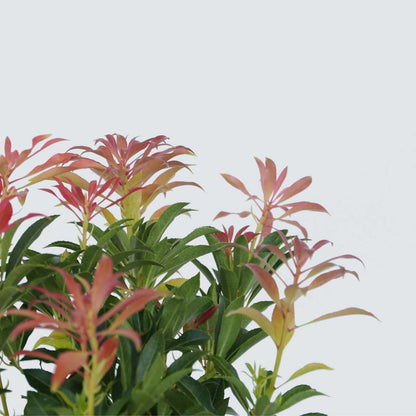 Japanese andromeda - 4 pcs. - Pieris 'Forest Flame' - Height 25-40cm - ⌀17cm