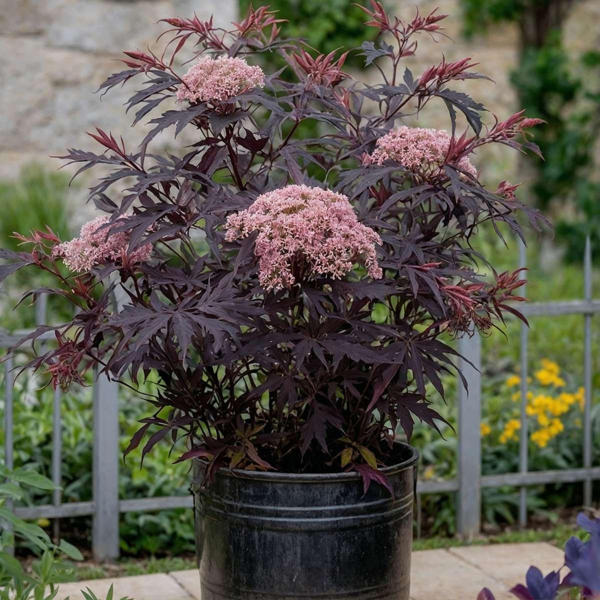Elder - 2 pcs. - Sambucus nigra 'Black Lace' - Height 25-40cm - ⌀17cm