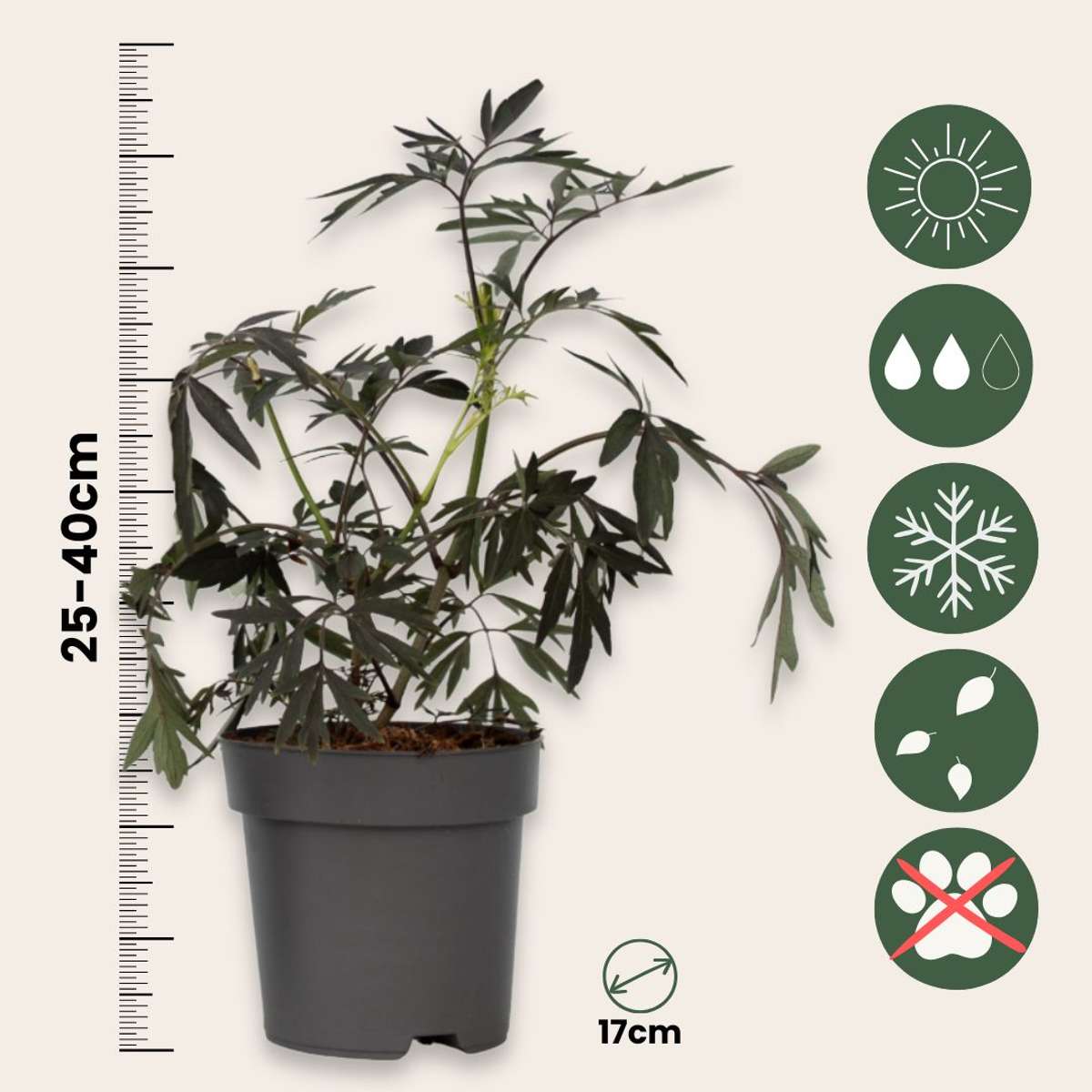 Elder - 2 pcs. - Sambucus nigra 'Black Lace' - Height 25-40cm - ⌀17cm