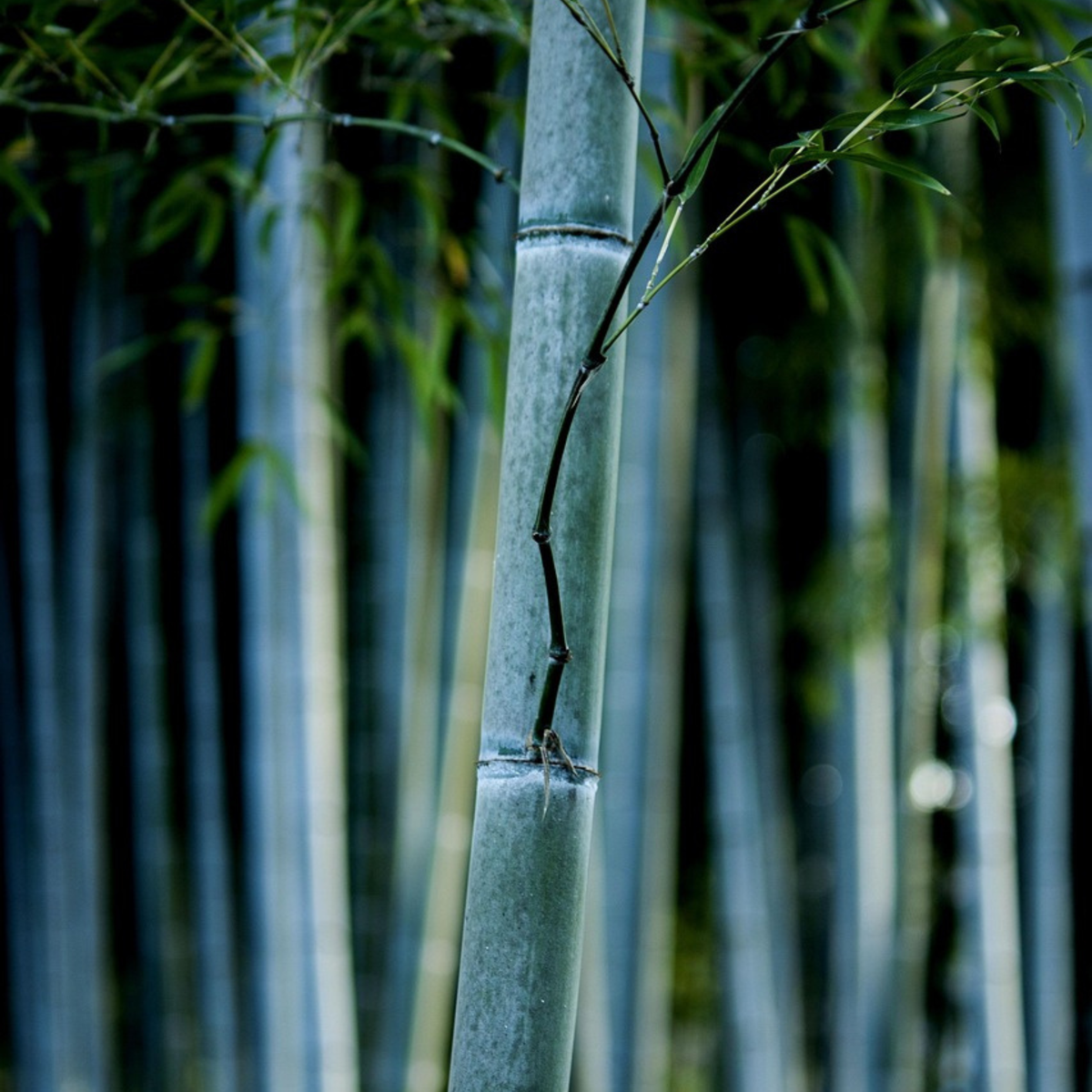 Blue Stem Bamboo - 2 pcs. - Fargesia papyrifera 'Blue Dragon' - H30-40cm - ⌀13cm