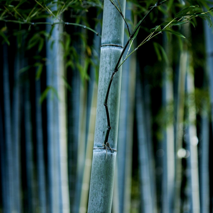 Blue Stem Bamboo - 6 pcs. - Fargesia papyrifera 'Blue Dragon' - H30-40cm - ⌀13cm