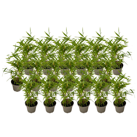 Bamboo - 18 pcs - Fargesia nitida 'Black Dragon' - Height 25-40cm - ⌀14cm