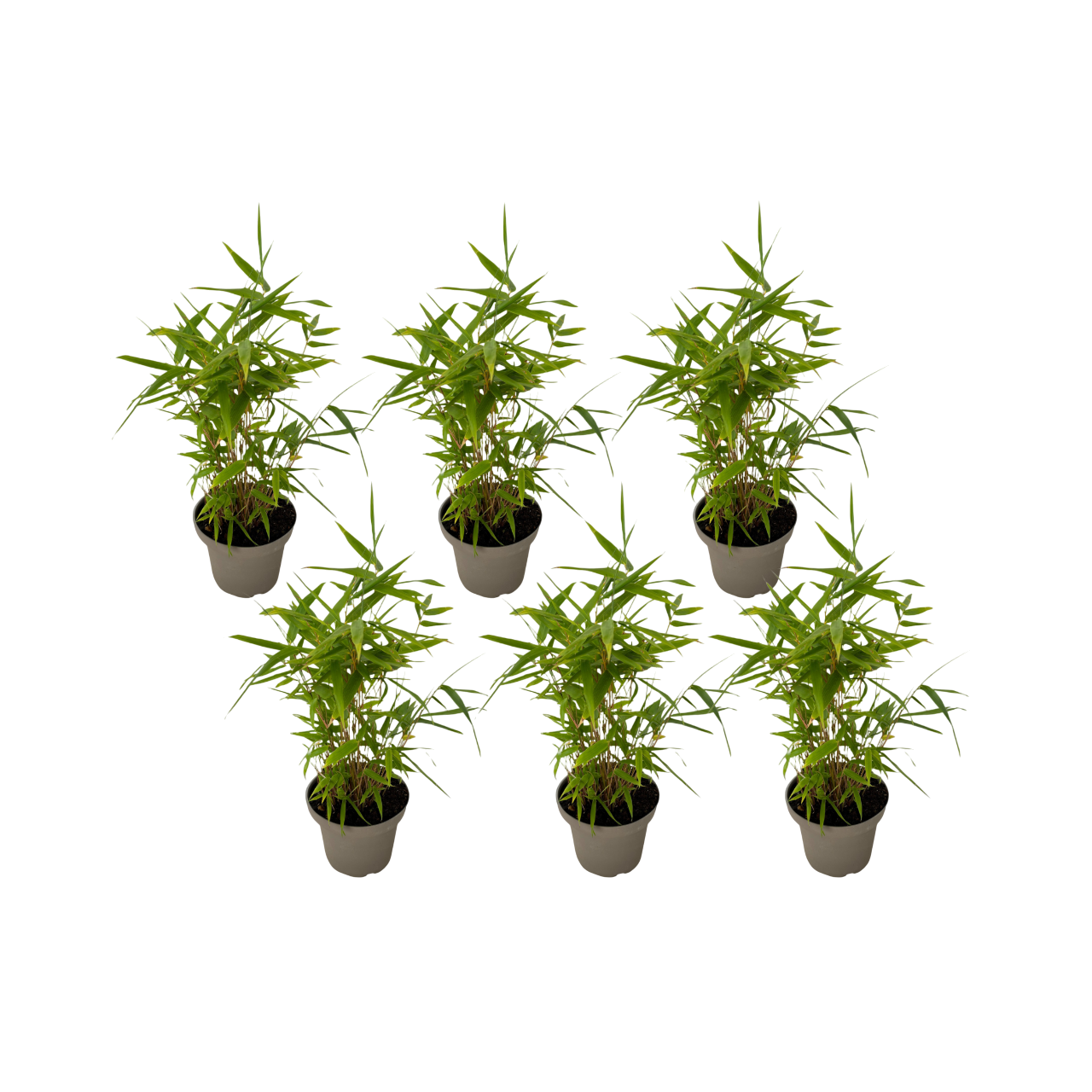Bamboo - 18 pcs - Fargesia nitida 'Black Dragon' - Height 25-40cm - ⌀14cm