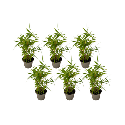 Bamboo - 18 pcs - Fargesia nitida 'Black Dragon' - Height 25-40cm - ⌀14cm
