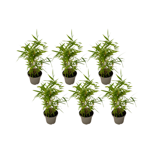 Bamboo - 18 pcs - Fargesia nitida 'Black Dragon' - Height 25-40cm - ⌀14cm