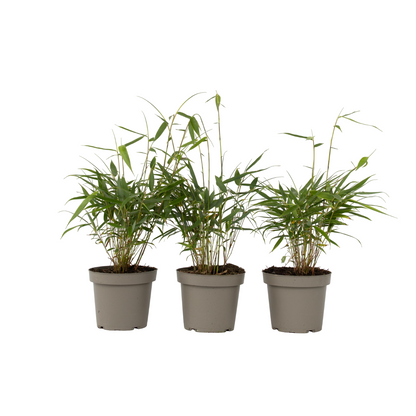 Umbrella Bamboo - 3 pcs. - Fargesia 'Asian Wonder' - Height 25-40cm - ⌀13cm
