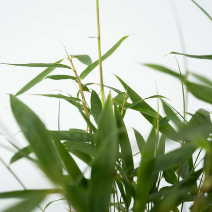 Umbrella Bamboo - 18 pcs. - Fargesia 'Asian Wonder' - Height 25-40cm - ⌀13cm