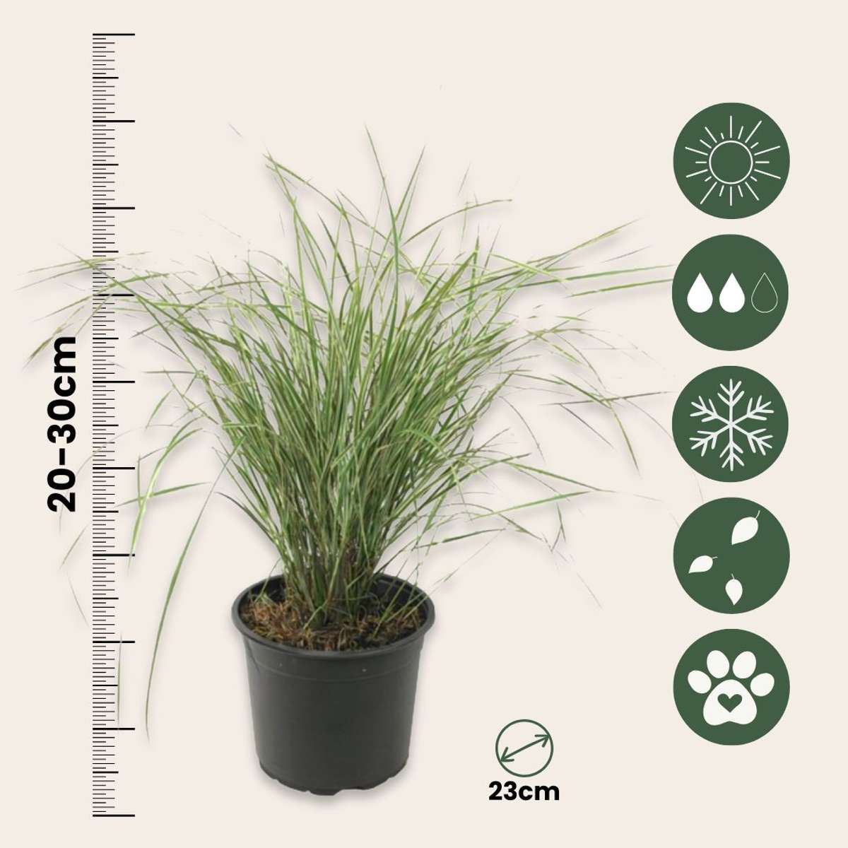 Feather Reed Grass - 2 pcs. - Calamagrostis 'Overdam' - Height 20-30cm - ⌀23cm