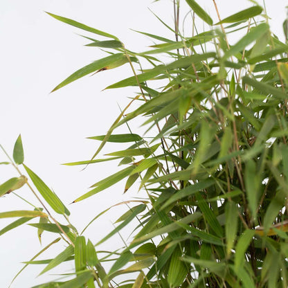 Chinese fountain bamboo - Fargesia nitida 'Red Dragon' - Height 60-80cm - ⌀17cm