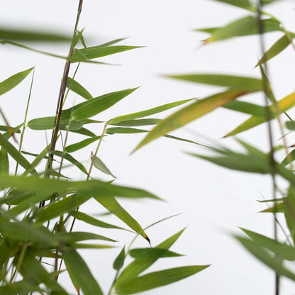 Chinese fountain bamboo - Fargesia nitida 'Red Dragon' - Height 60-80cm - ⌀17cm