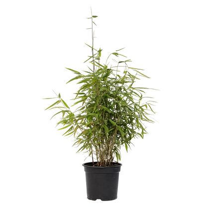 Chinese fountain bamboo - Fargesia nitida 'Red Dragon' - Height 60-80cm - ⌀17cm