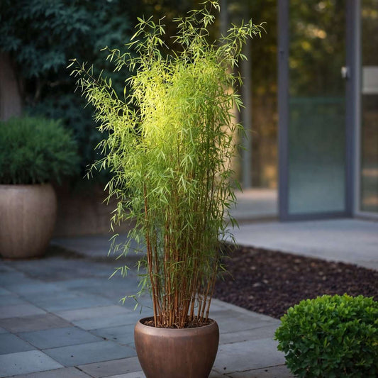 Chinese fountain bamboo - 4 pcs. - Fargesia 'Red Dragon' - H60-80cm - ⌀17cm