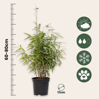 Chinese fountain bamboo - 2 pcs. - Fargesia 'Red Dragon' - H60-80cm - ⌀17cm