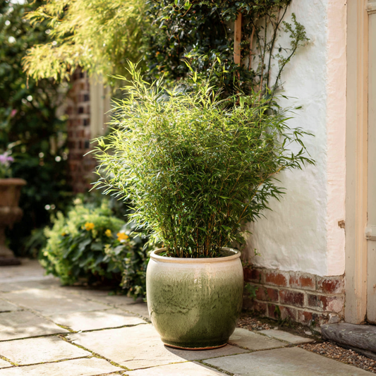 Chinese fountain bamboo - Fargesia nitida 'Gansu' - Height 50-70cm - ⌀17cm