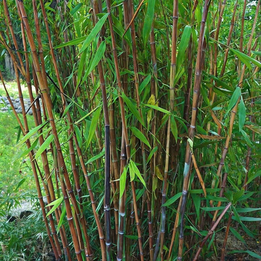 Chinese fountain bamboo - 4 pcs. - Fargesia nitida 'Gansu' - H50-70cm - ⌀17cm