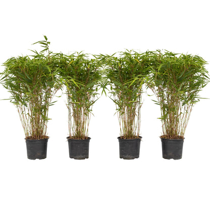 Chinese fountain bamboo - 4 pcs. - Fargesia nitida 'Gansu' - H50-70cm - ⌀17cm