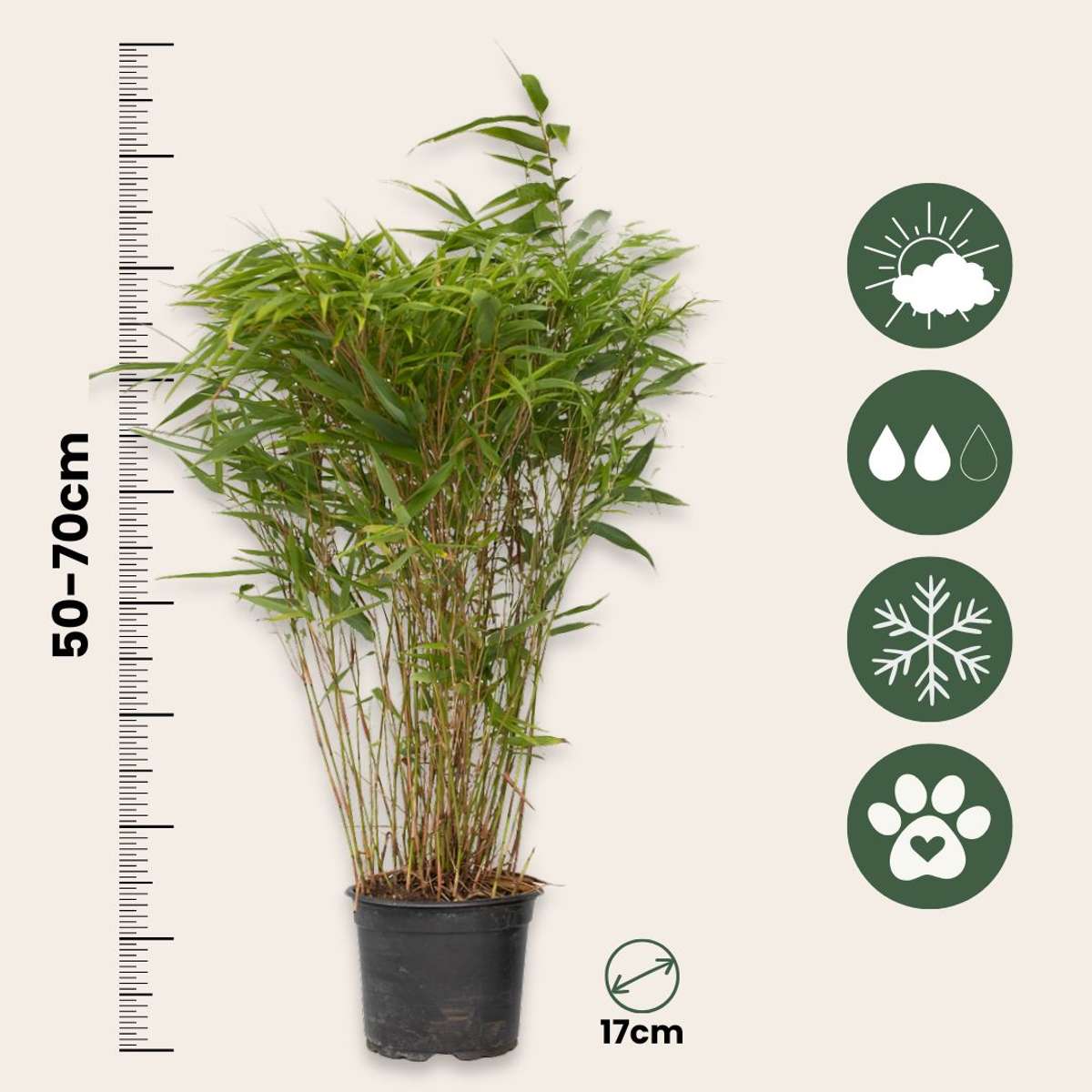 Chinese fountain bamboo - 4 pcs. - Fargesia nitida 'Gansu' - H50-70cm - ⌀17cm
