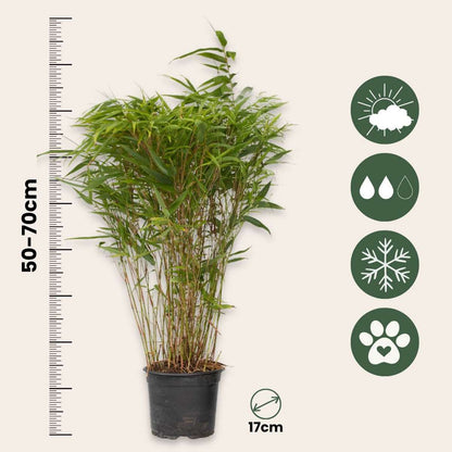 Chinese fountain bamboo - 4 pcs. - Fargesia nitida 'Gansu' - H50-70cm - ⌀17cm