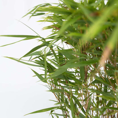 Chinese fountain bamboo - 12 pcs. - Fargesia nitida 'Gansu' - H50-70cm - ⌀17cm