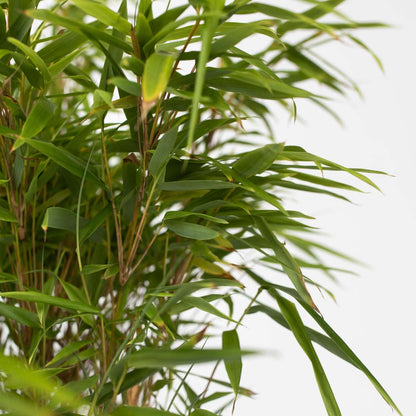 Chinese fountain bamboo - 12 pcs. - Fargesia nitida 'Gansu' - H50-70cm - ⌀17cm