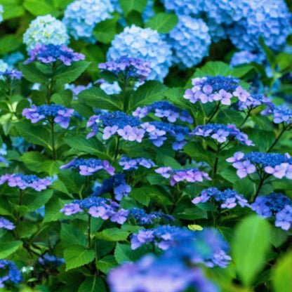 Hortensia - Hydrangea serrata 'Summerglow' - Height 25-40cm - ⌀19cm