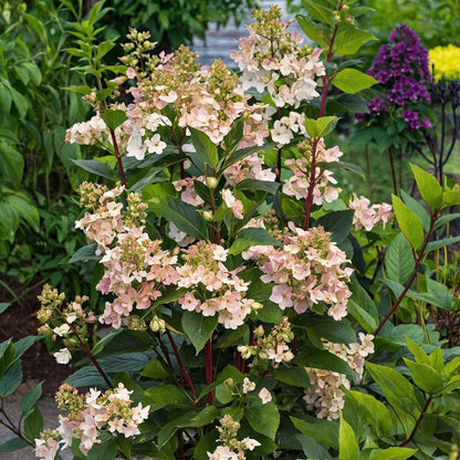 Hortensia - 2 pcs. - Hydrangea paniculata 'Early Harry' - Height 25-40cm - ⌀19cm