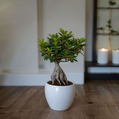 Curtain Fig - 2 pcs. - Ficus microcarpa - Height 30-40cm - ⌀12cm