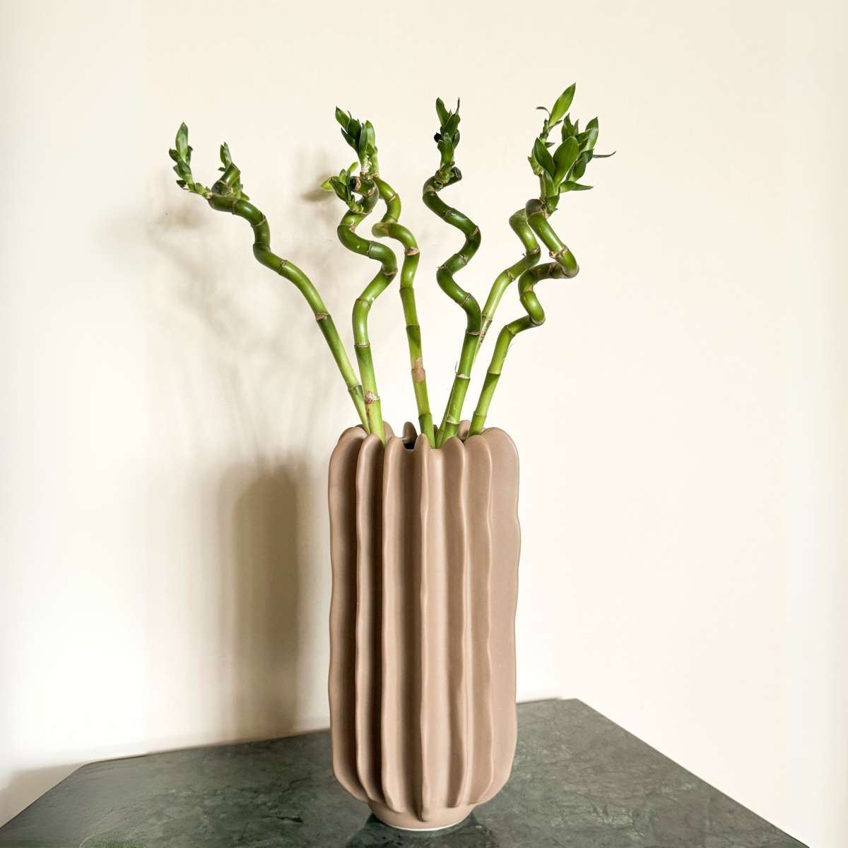 Lucky Bamboo - 12 pcs. - Dracaena sanderiana - Height 40-50cm - ⌀2cm