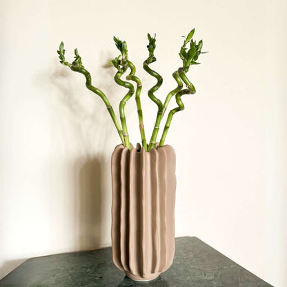 Lucky Bamboo - 12 pcs. - Dracaena sanderiana - Height 40-50cm - ⌀2cm