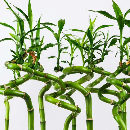 Lucky Bamboo - 12 pcs. - Dracaena sanderiana - Height 40-50cm - ⌀2cm