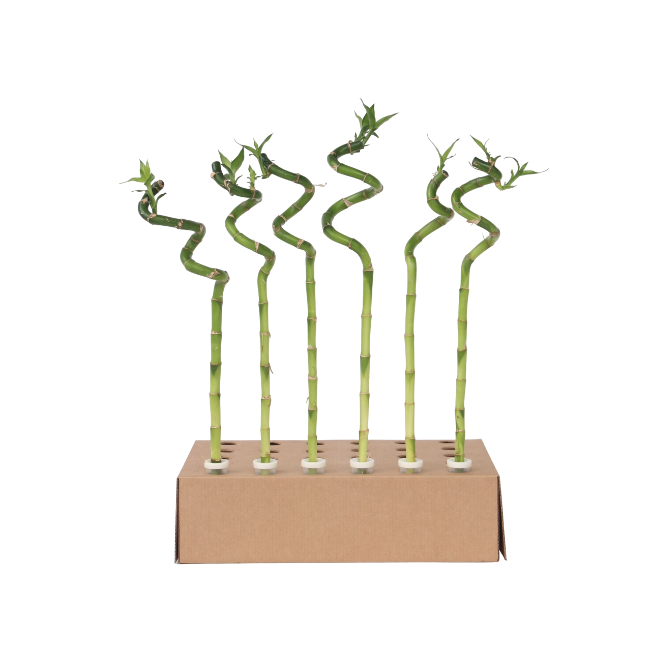 Lucky Bamboo - 12 pcs. - Dracaena sanderiana - Height 40-50cm - ⌀2cm