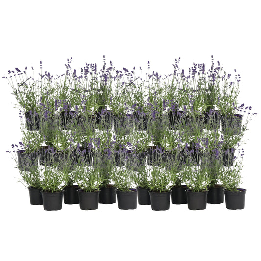Lavender - 36 pcs. - Lavandula angustifolia - Height 10-15cm - ⌀10,5cm