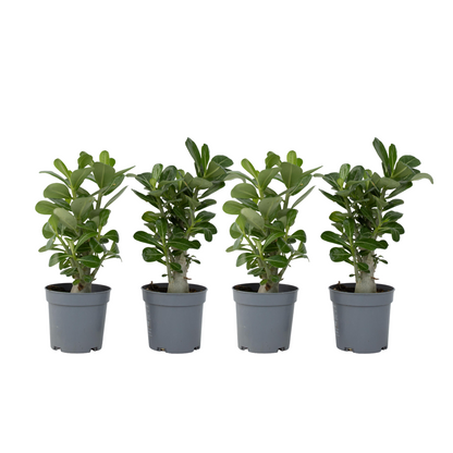 Desert rose - 4 pcs. - Adenium obesum - Height 25-40cm - ⌀10,5cm