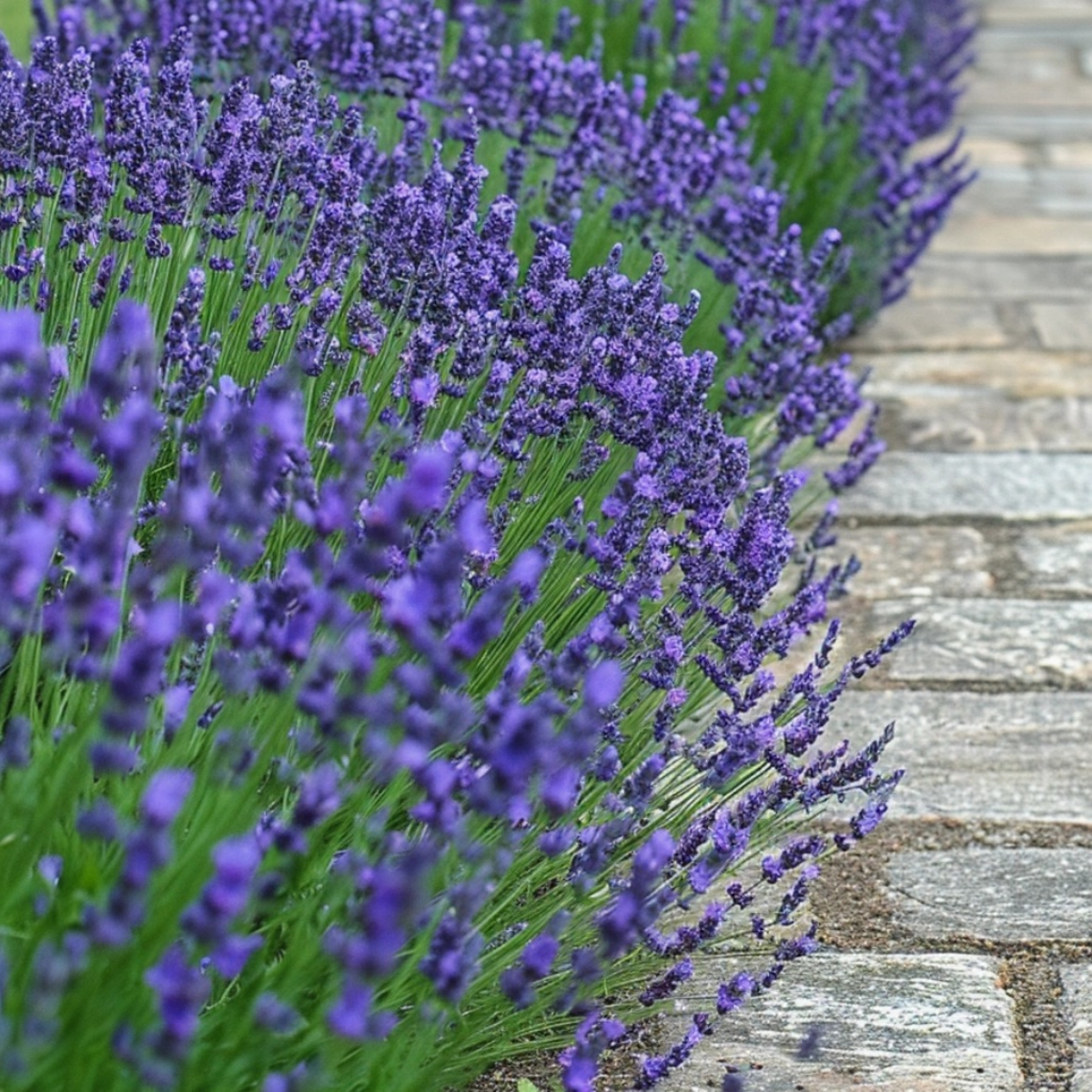 Lavender - 6 pcs. - Lavandula angustifolia - Height 10-15cm - ⌀10,5cm