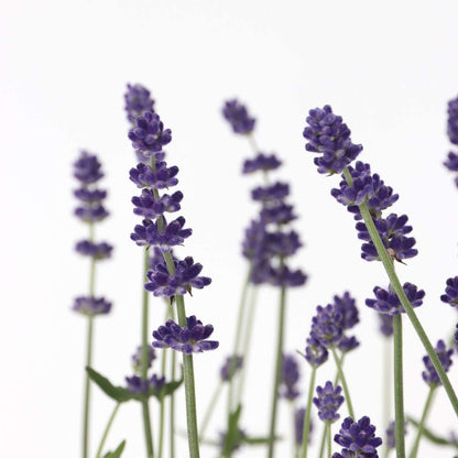 Lavender - 6 pcs. - Lavandula angustifolia - Height 10-15cm - ⌀10,5cm