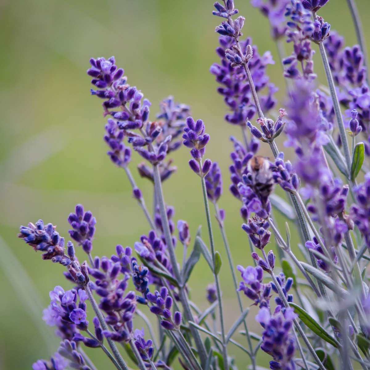 Lavender - 12 pcs. - Lavandula angustifolia - Height 10-15cm - ⌀10,5cm