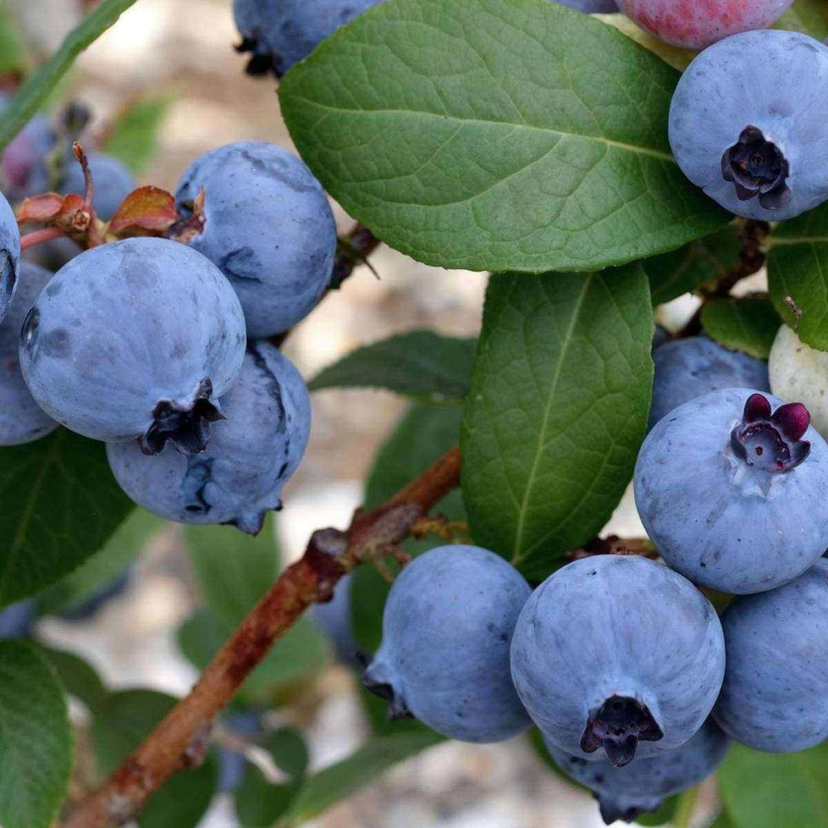 Blueberry - 3 pcs. - Vaccinium corymbosum 'Sunshine Blue' - H25-40cm - ⌀9cm