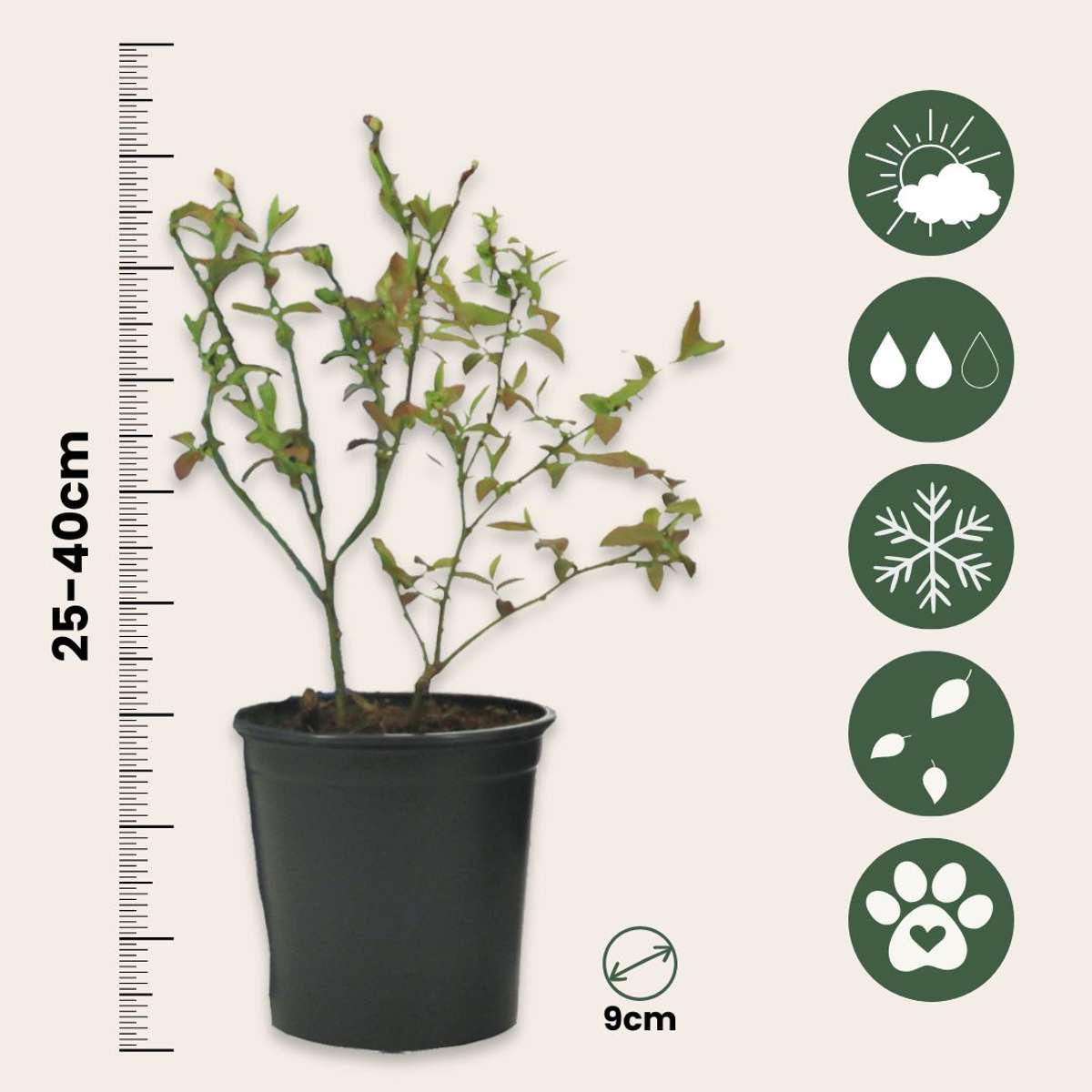 Blueberry - 3 pcs. - Vaccinium corymbosum 'Sunshine Blue' - H25-40cm - ⌀9cm