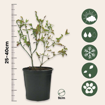 Blueberry - 3 pcs. - Vaccinium corymbosum 'Sunshine Blue' - H25-40cm - ⌀9cm
