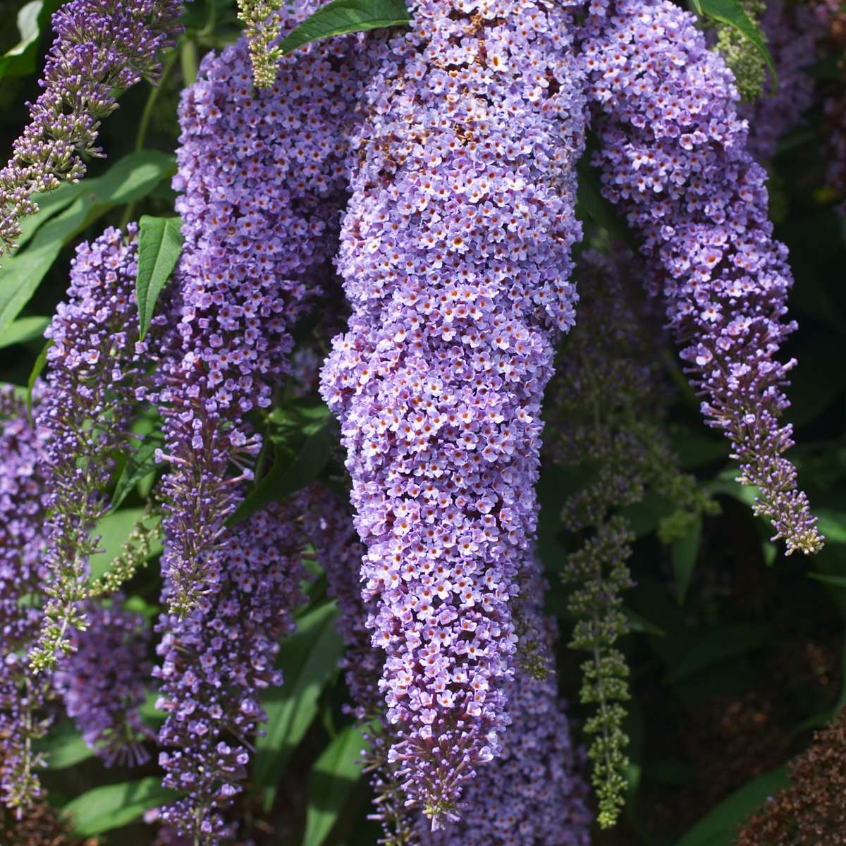 Summer lilac - 6 pcs. - Buddleja davidii - Height 25-40cm - ⌀9cm