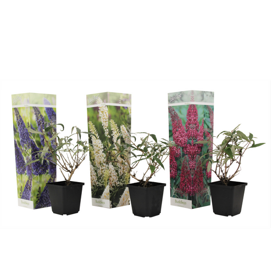 Summer lilac - 3 pcs. - Buddleja davidii - Height 25-40cm - ⌀9cm