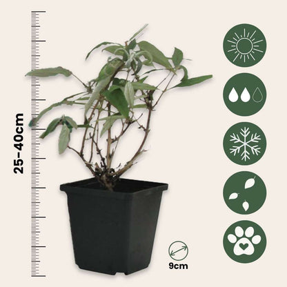 Summer lilac - 3 pcs. - Buddleja davidii - Height 25-40cm - ⌀9cm