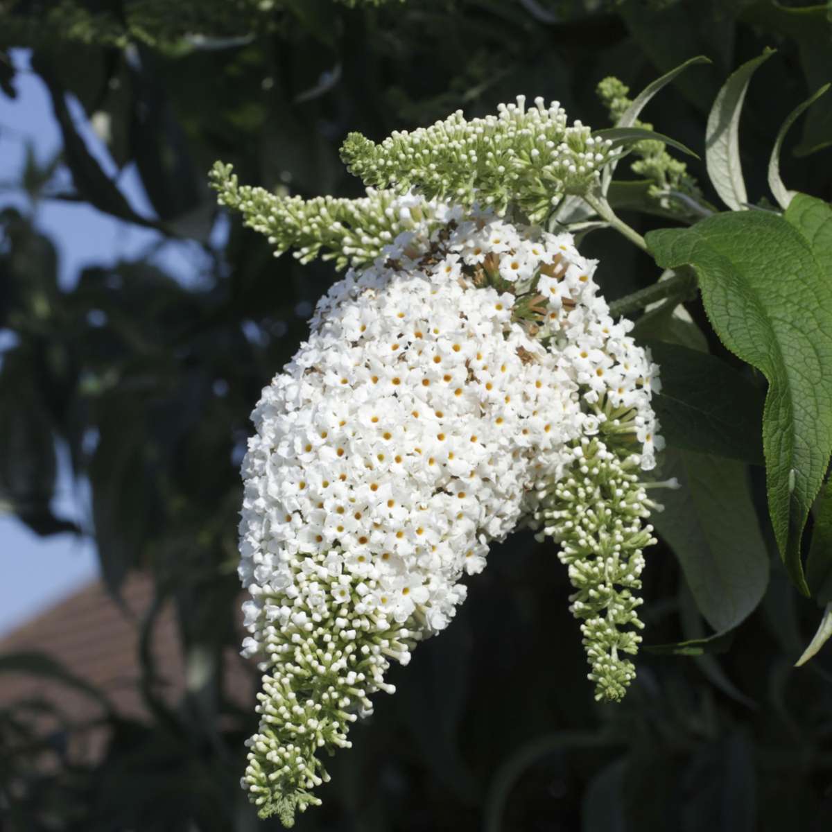 Summer lilac - 3 pcs. - Buddleja davidii 'White Profusion' - H25-40cm - ⌀9cm