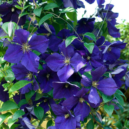Leather flower - 6 pcs. - Clematis hybrid - Height 25-40cm - ⌀9cm