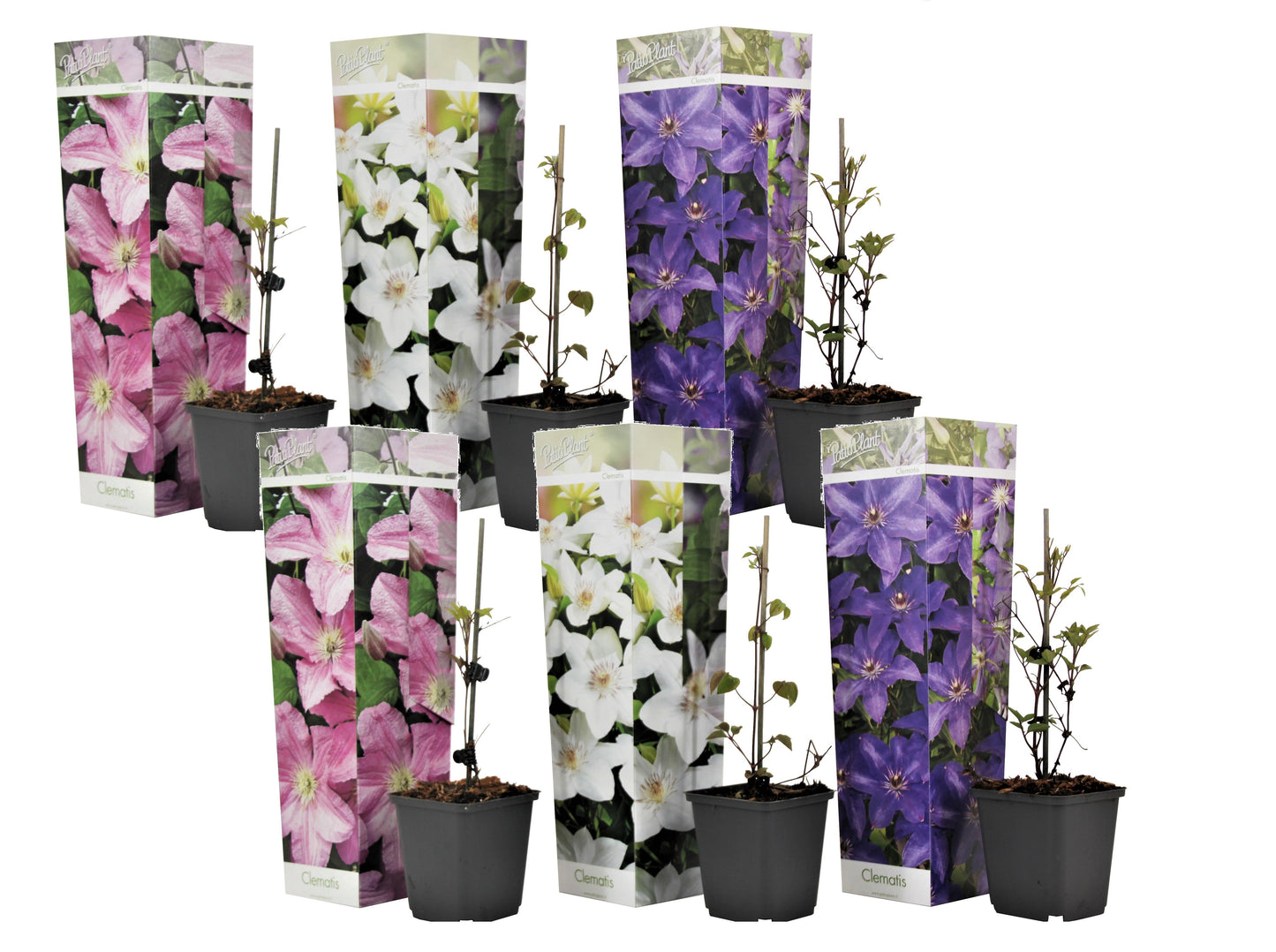Leather flower - 6 pcs. - Clematis hybrid - Height 25-40cm - ⌀9cm